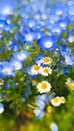 春の花たち テンプレ🩵🌷