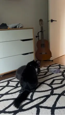 Spooky cats 😭