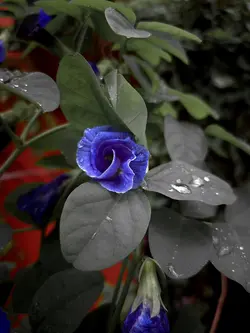 বৃষ্টি
