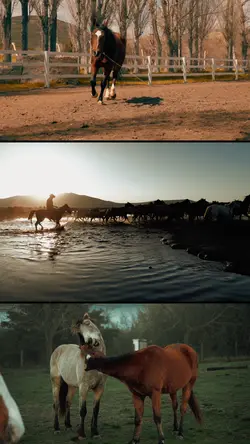 Horse
