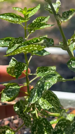 Plants
