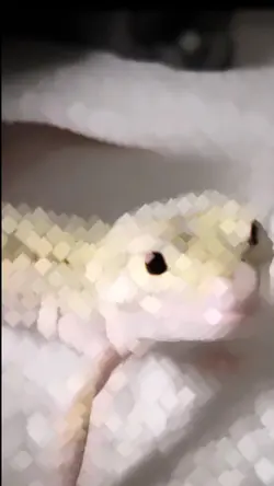 lizard edit 