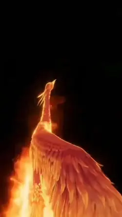 Modelo Novo 