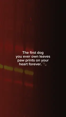 The First Dog...