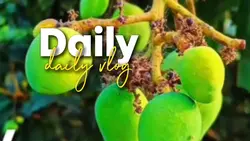 Daily Vlog