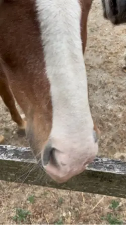Giving the horsies