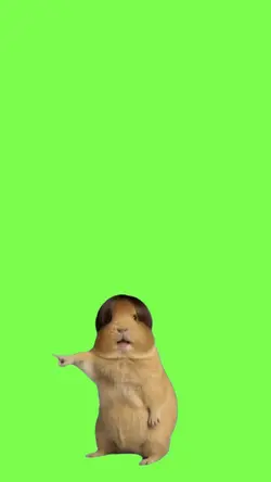 capybara meme