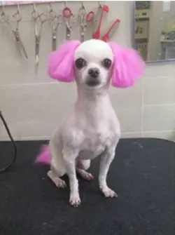 티니핑