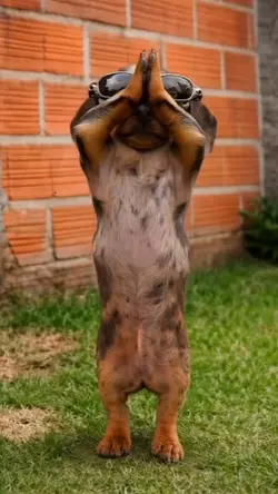 Arigato Dog
