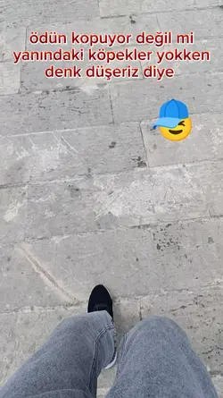 köpek sürüsü 
