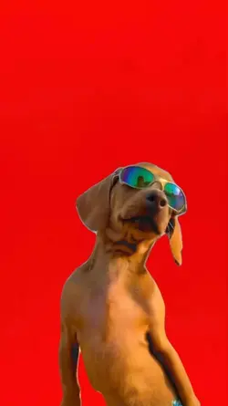 Cachorro/Dog.