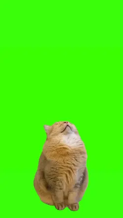 cat sleeping