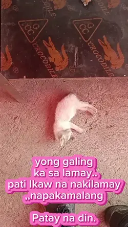 Buhay kapa