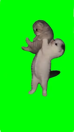 cat dancing meme