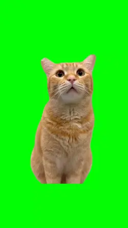 Kucing bicara 