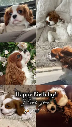 Happy Birthday 🐶🐾🦴🤎