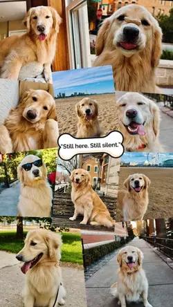 Dog sad core