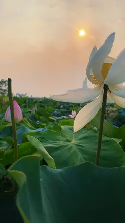 Mẫu Nhạc Thư Giãn