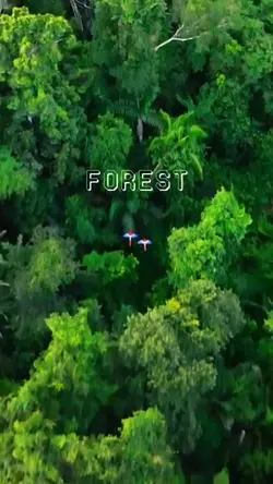 Vlog Forest