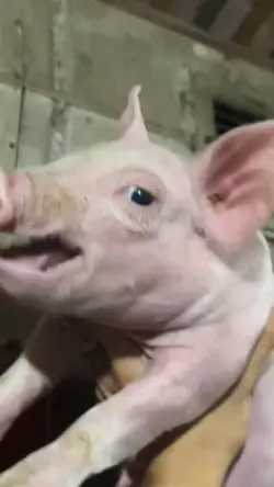 piggy