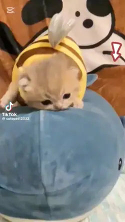 cute cat