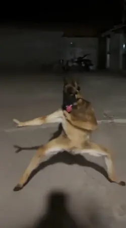 ai鹰抓拳