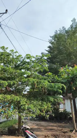 HD JERNIH