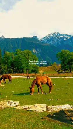 Cinematic Nature 