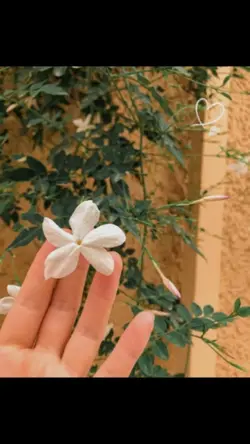 voice video 