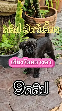 วัดหลวงตา