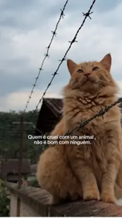 Animais