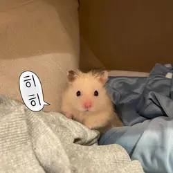 귀여운 사람들이 쓰는 템플릿