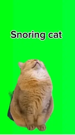 Snoring cat 