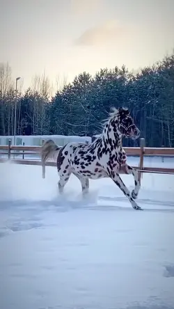 eq slowmo