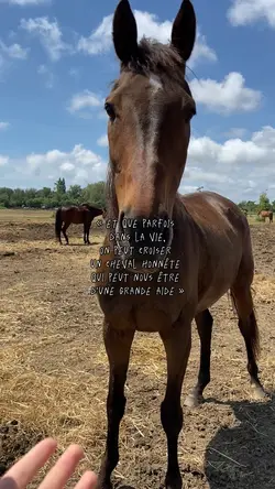 Un cheval honnête