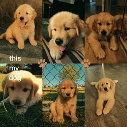 This my Dog
