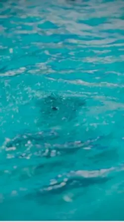 Pool video