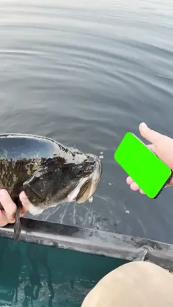 viral ikan nonton