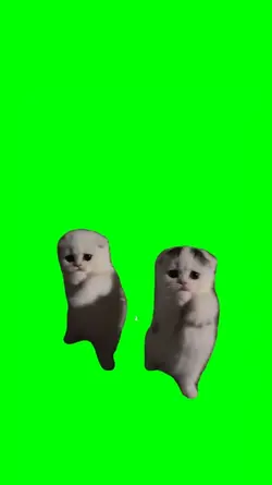 two kitten dance