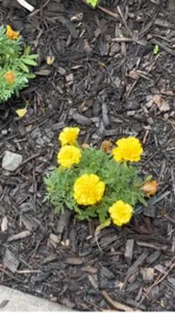 Gardening Techniques