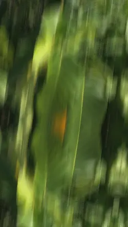 CINEMATIC 