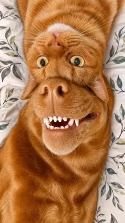 gato