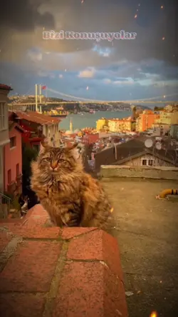 Bizi Konuşuyorlar >!