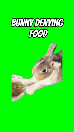 Bunny denying food 