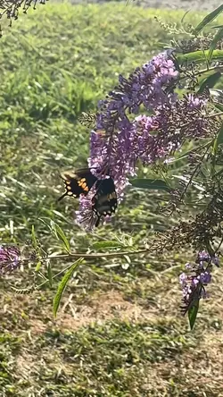 BeautifulButterfly 🦋