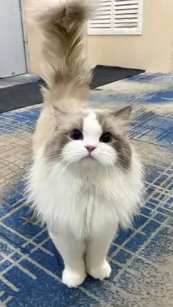 แมวพูดได้