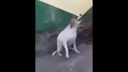 dog meme