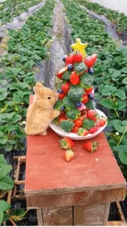 Cute rabbit