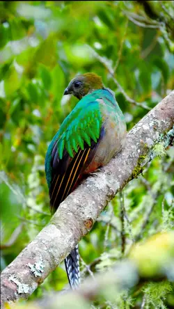 nature bird