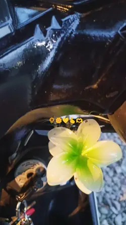 clip trend 